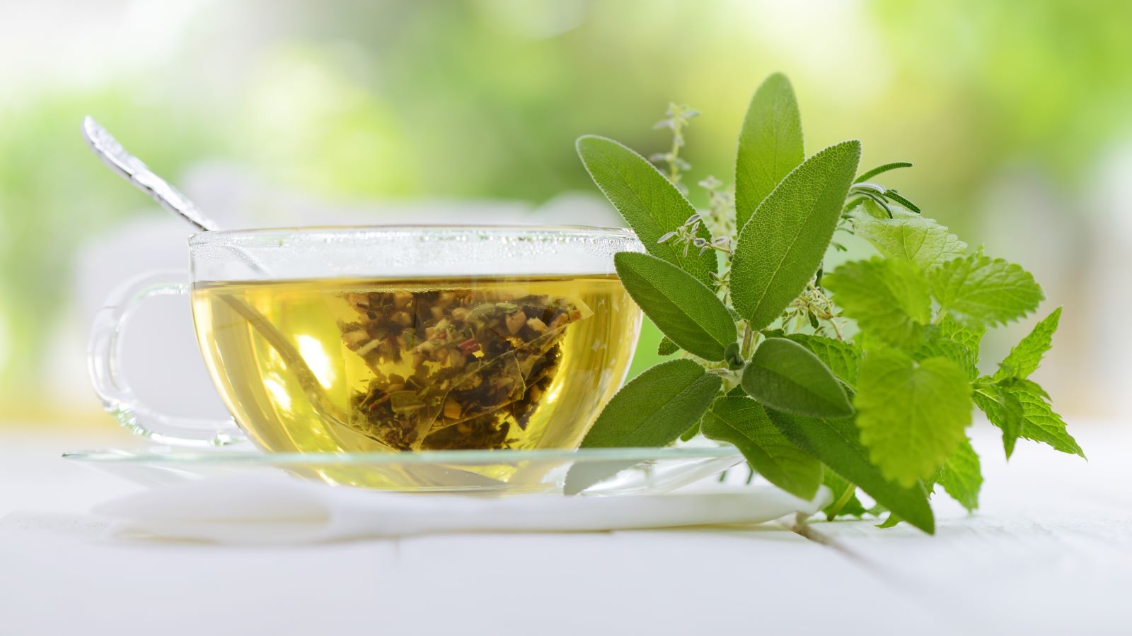 Green Tea Extract